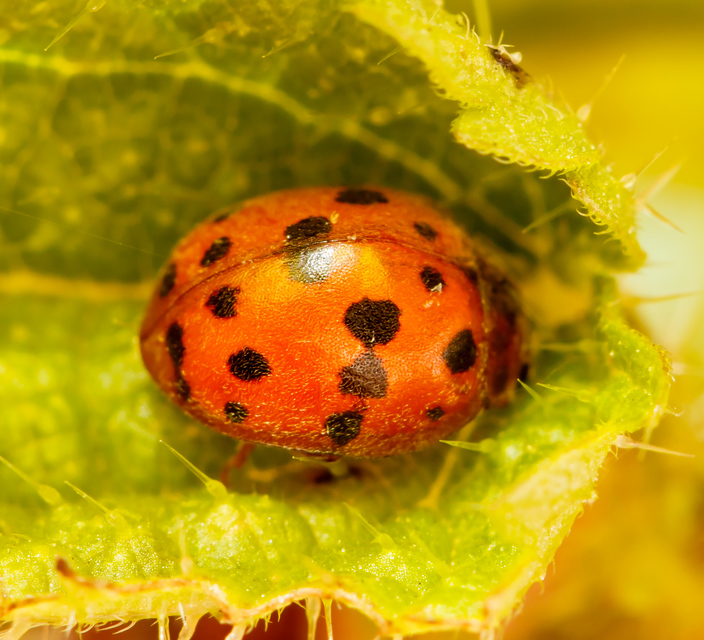 Subcoccinella vigintiquatuorpunctata - lucernaböde