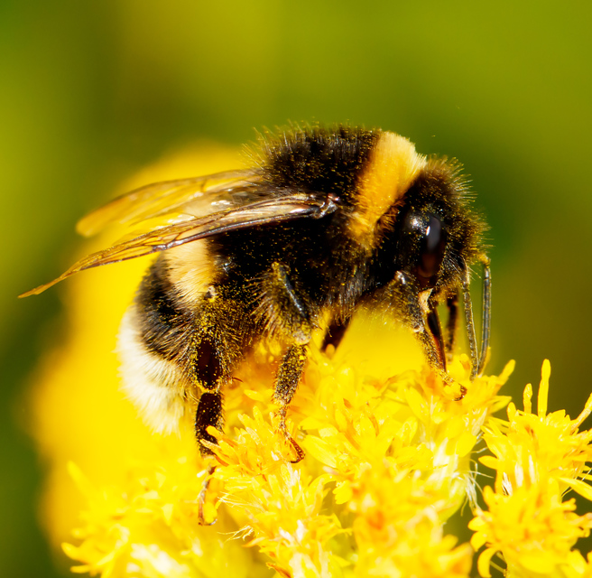 Bombus terrestris/lucorum