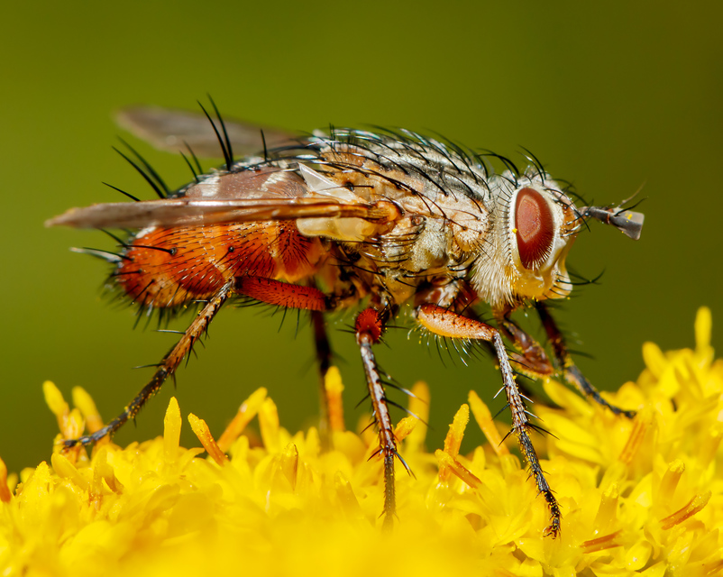 Linnaemya vulpina