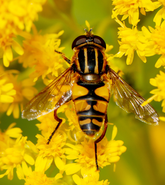 Helophilus pendulus - közönséges mocsárilégy