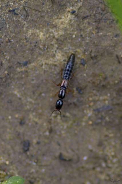 Hypnogyra angularis - kéreglakó rovátkásholyva