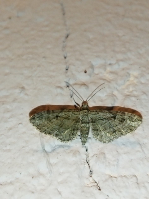 Eupithecia ericeata - feketefenyő-törpearaszoló