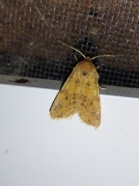 Cirrhia gilvago - foltos sárgabagoly