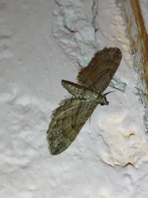 Eupithecia ericeata - feketefenyő-törpearaszoló