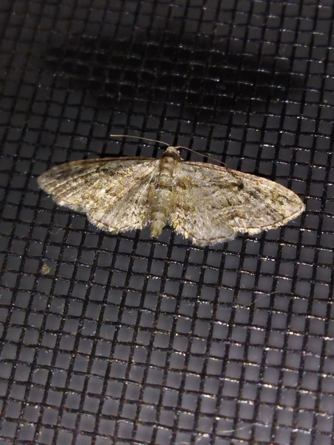 Eupithecia ericeata - feketefenyő-törpearaszoló