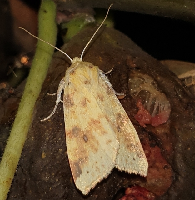 Cirrhia icteritia - nyárfa-sárgabagoly