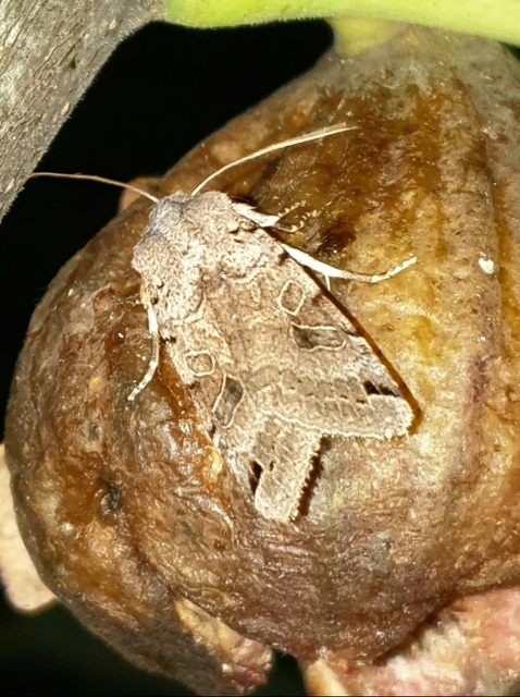 Anchoscelis litura - tarka őszibagoly