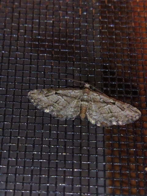 Eupithecia ericeata - feketefenyő-törpearaszoló