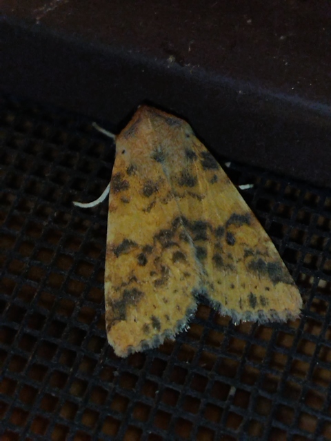 Cirrhia gilvago - foltos sárgabagoly