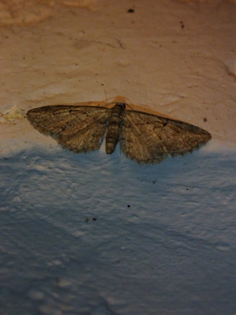 Eupithecia ericeata - feketefenyő-törpearaszoló