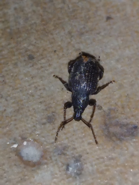 Otiorhynchus rugosostriatus - szamóca-gyalogormányos