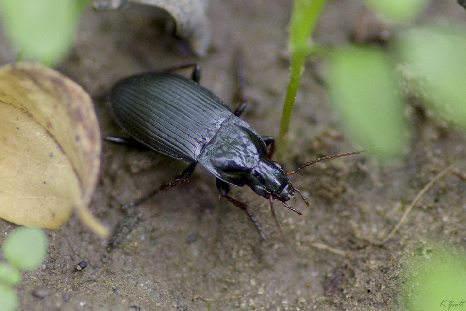 Calathus fuscipes - sokpontos tarfutó