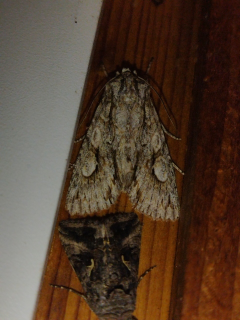 Meganephria bimaculosa - kétfoltos szilbagoly