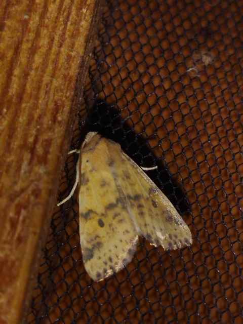 Cirrhia gilvago - foltos sárgabagoly