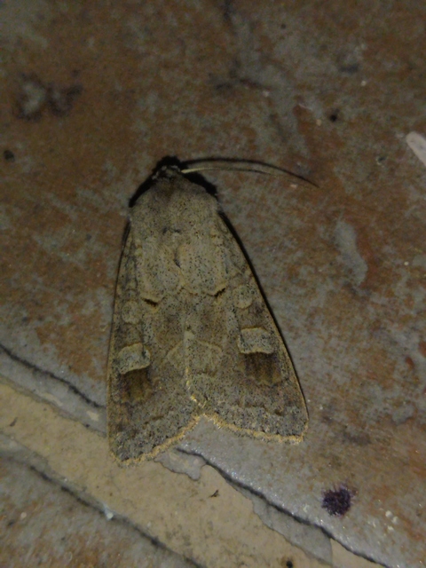 Ammoconia caecimacula - szürke őszibagoly
