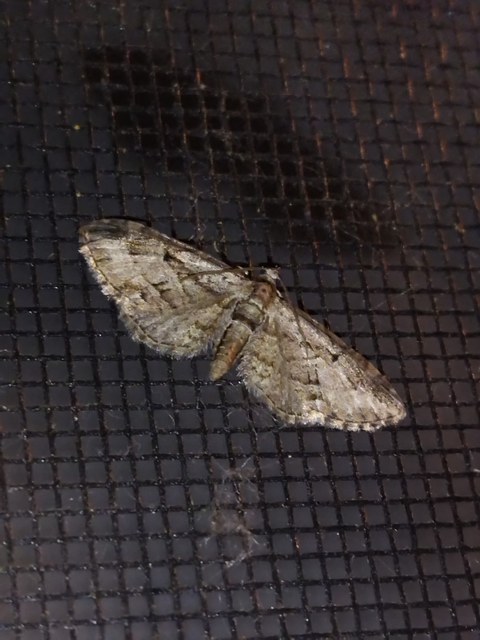 Eupithecia ericeata - feketefenyő-törpearaszoló