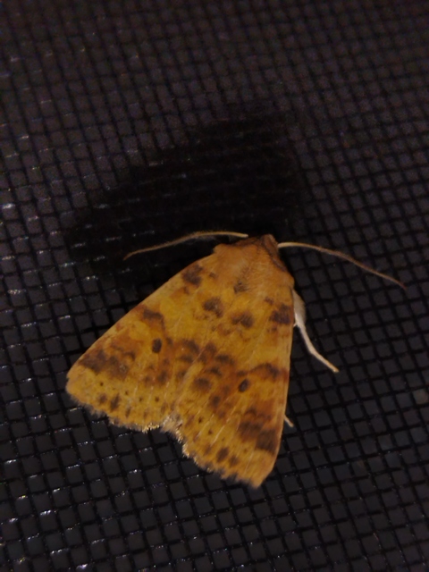 Cirrhia gilvago - foltos sárgabagoly