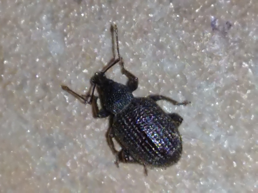 Otiorhynchus rugosostriatus - szamóca-gyalogormányos