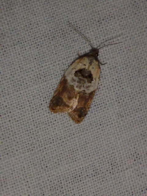 Acleris variegana - tarka levélmoly