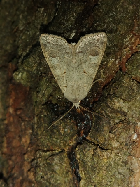 Ammoconia caecimacula - szürke őszibagoly