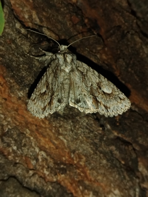 Meganephria bimaculosa - kétfoltos szilbagoly