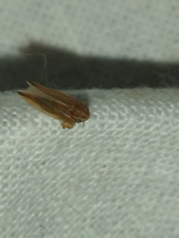 Mocydia crocea