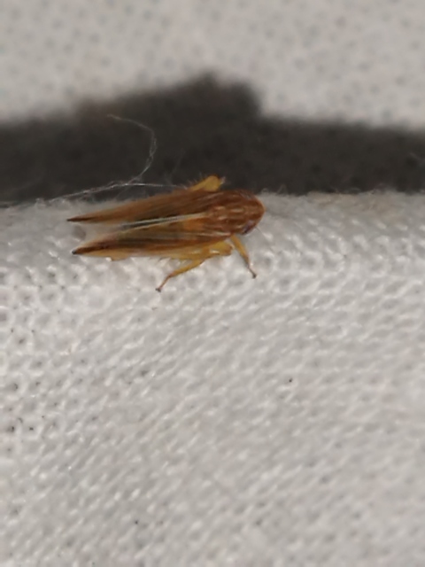 Mocydia crocea