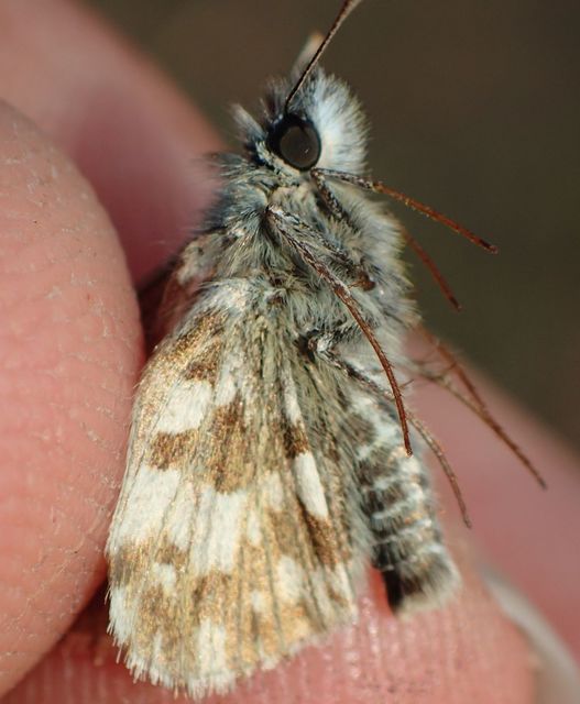 Pyrgus armoricanus - feles busalepke