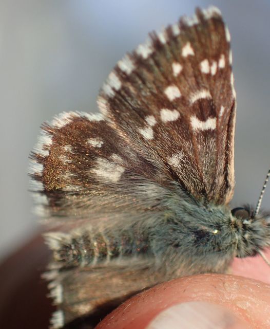 Pyrgus armoricanus - feles busalepke