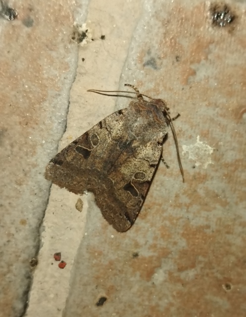 Anchoscelis litura - tarka őszibagoly