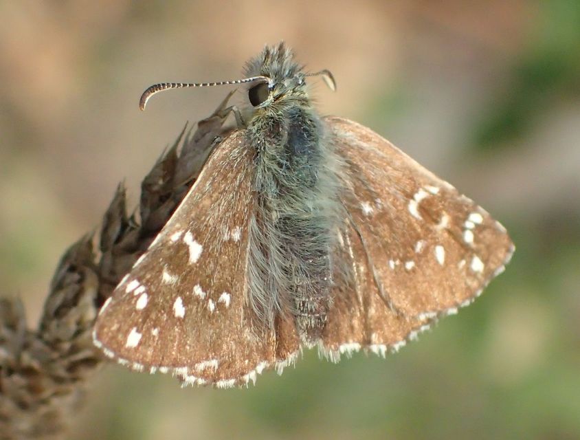 Pyrgus armoricanus - feles busalepke