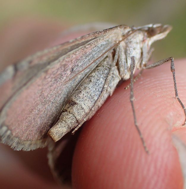 Aplocera efformata - hamuszínű csíkosaraszoló