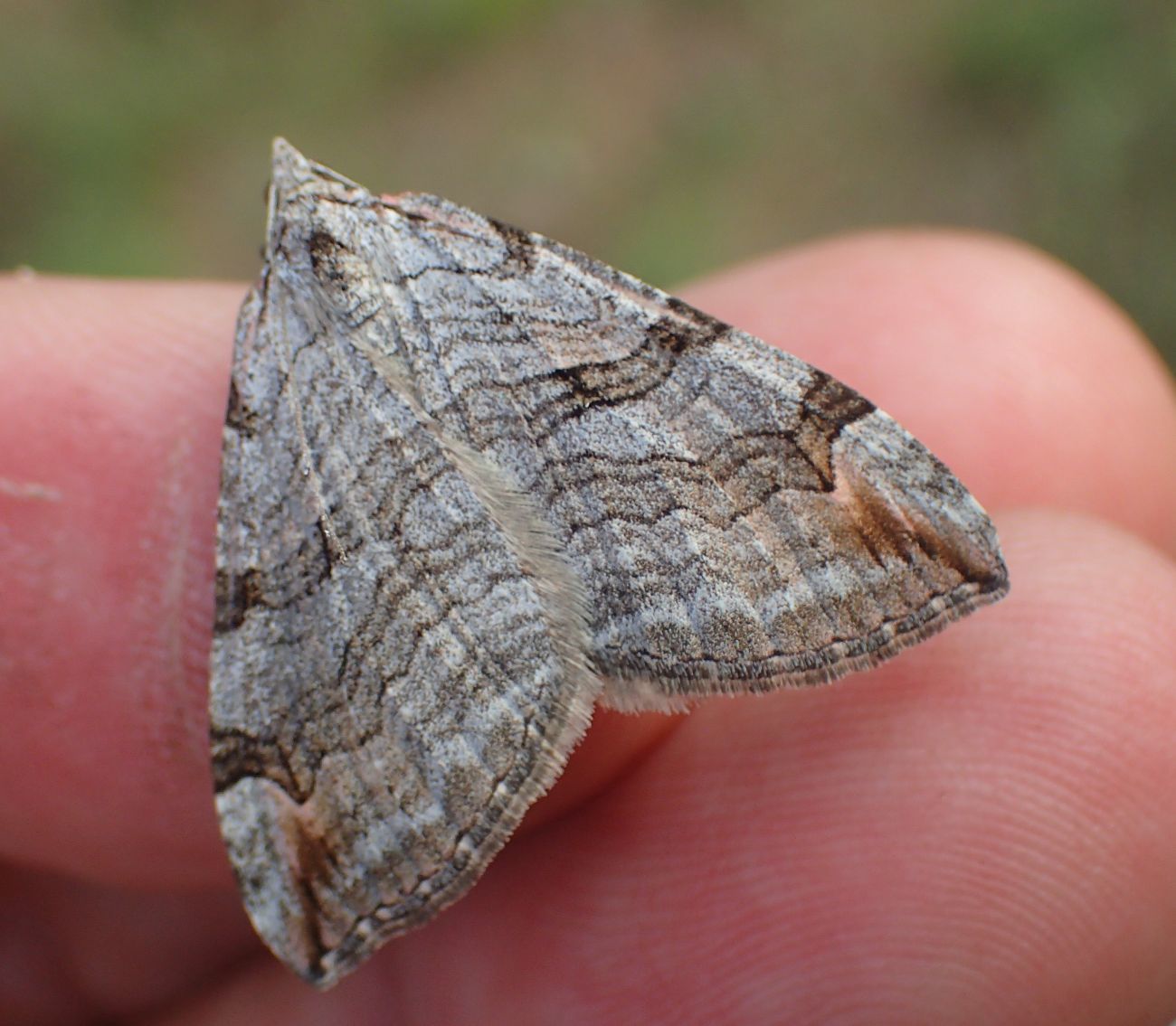 Aplocera efformata - hamuszínű csíkosaraszoló