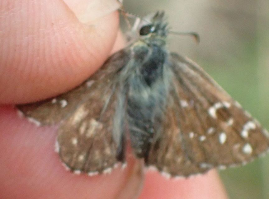 Pyrgus armoricanus - feles busalepke