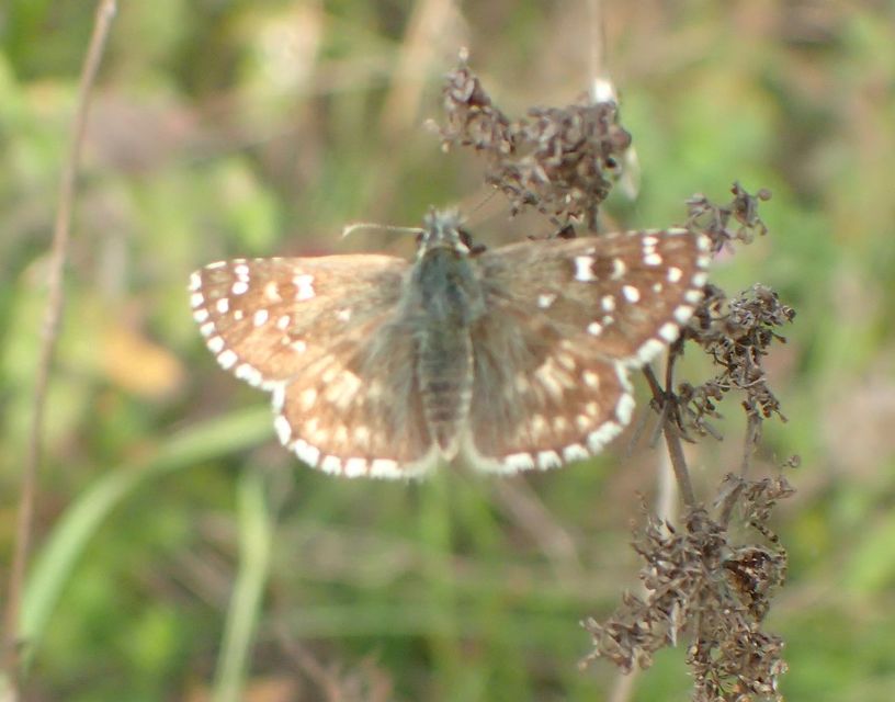 Pyrgus armoricanus - feles busalepke