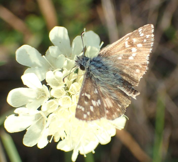 Pyrgus armoricanus - feles busalepke