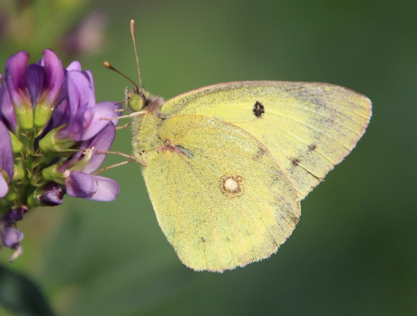 Colias erate - csángó-kéneslepke