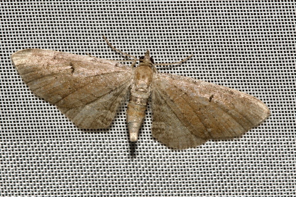 Eupithecia absinthiata - üröm-törpearaszoló