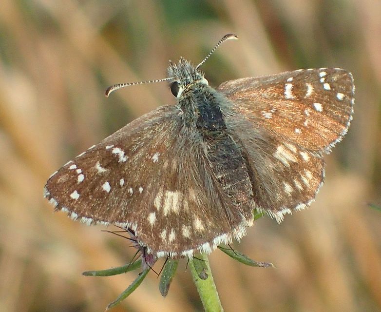 Pyrgus armoricanus - feles busalepke