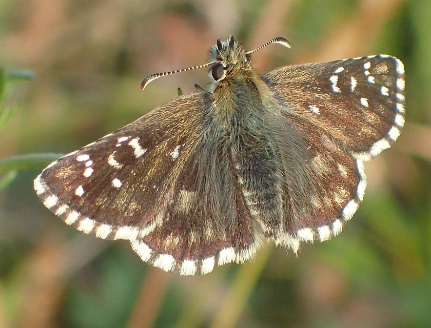 Pyrgus serratulae - homályos busalepke
