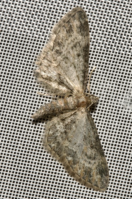 Eupithecia inturbata - juhar-törpearaszoló