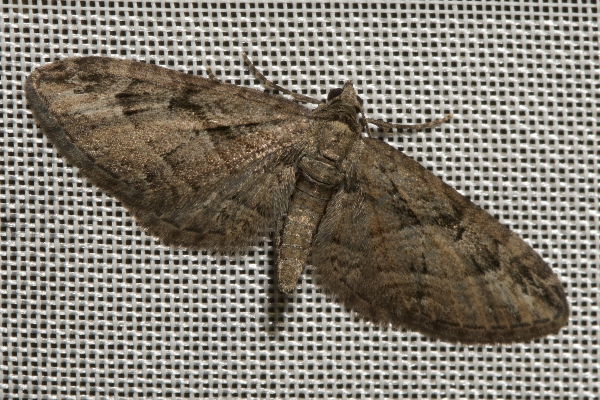 Eupithecia ericeata - feketefenyő-törpearaszoló
