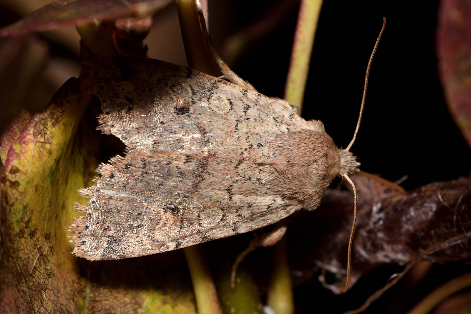 Propenistra laevis - könnyű őszibagoly