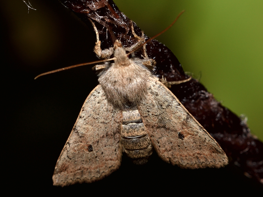 Propenistra laevis - könnyű őszibagoly