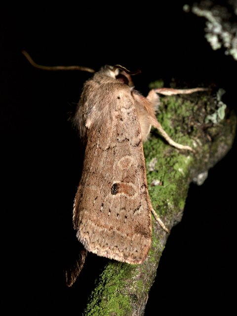 Propenistra laevis - könnyű őszibagoly