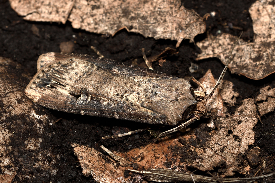 Agrotis ipsilon - nagy földibagoly