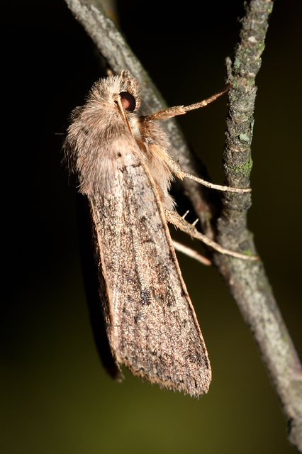 Propenistra laevis - könnyű őszibagoly
