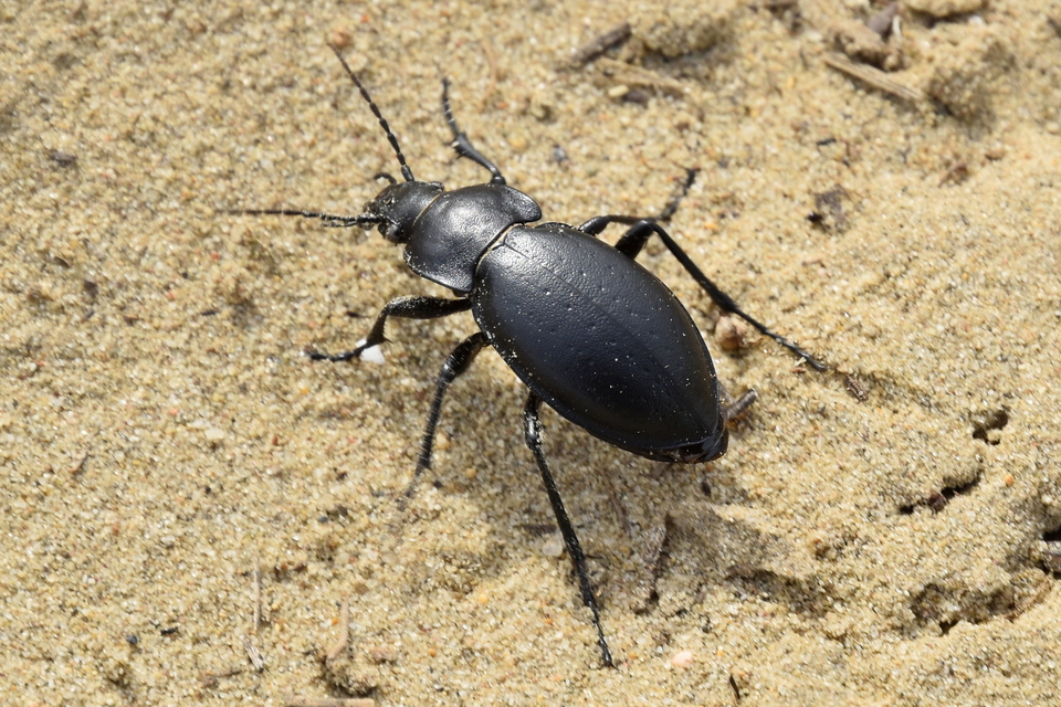 Carabus hungaricus - magyar futrinka