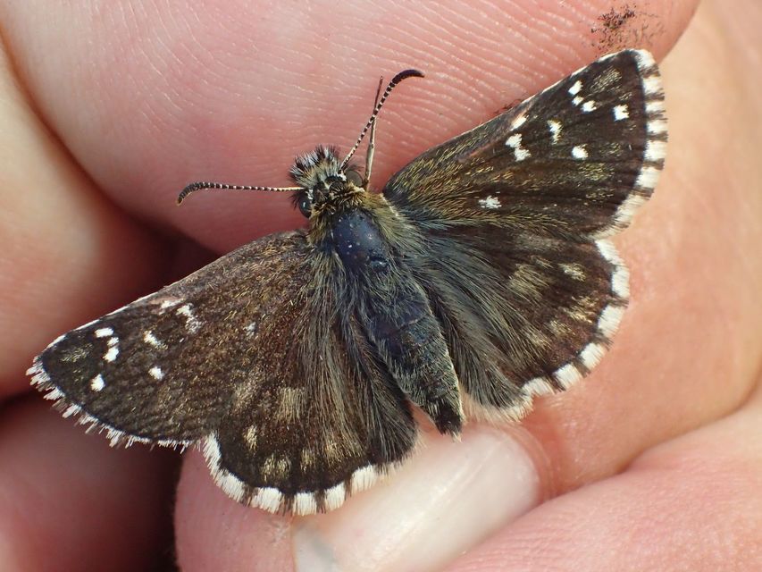 Pyrgus serratulae - homályos busalepke