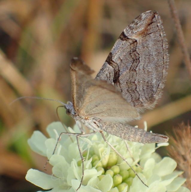 Aplocera efformata/plagiata